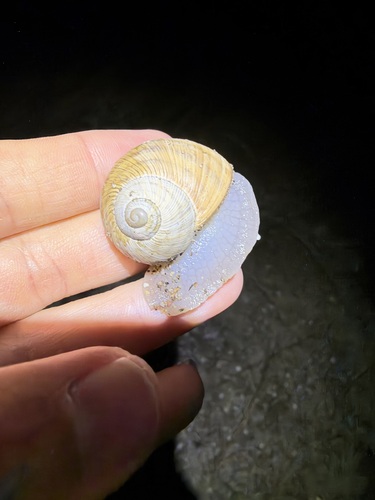 Nucula observed 2026-10-18