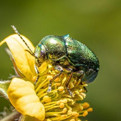Cryptocephalus aureolus