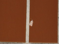 Cyana interrogationis