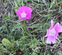 Callirhoe involucrata
