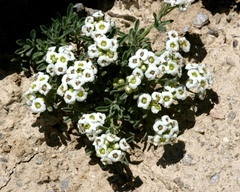 Ptilotrichum canescens