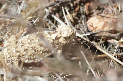Phrynosoma coronatum observed 2026-10-19