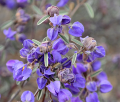 Seringia integrifolia