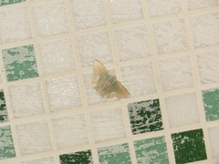 Eucyclodes albisparsa