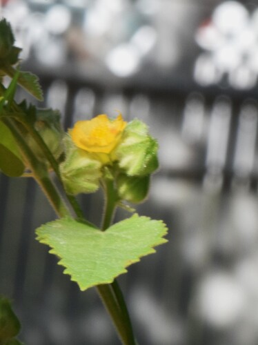 Sida cordifolia observed 2026-10-20