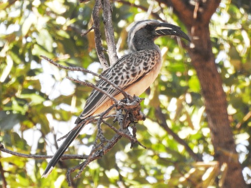 iNaturalist image