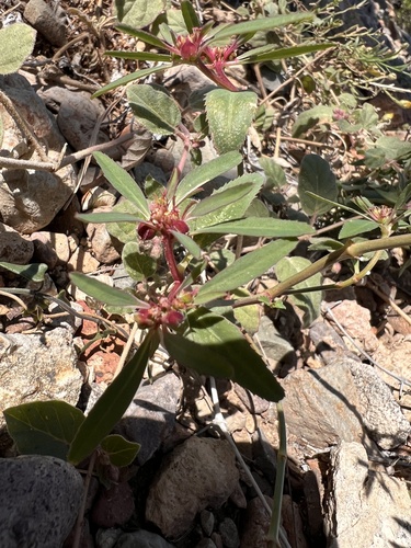 Squareseed Spurge