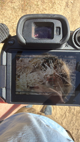 Phrynosoma coronatum observed 2026-10-19