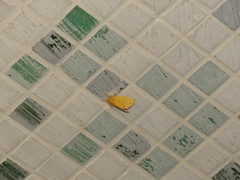 Euproctis cryptosticta