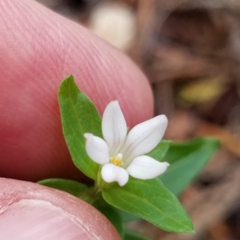 Spigelia hedyotidea