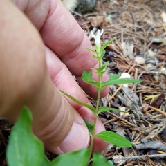 Spigelia hedyotidea