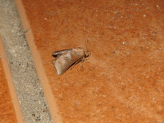 Griseothosea fasciata