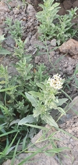 Tournefortia sibirica