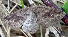 Homochlodes disconventa