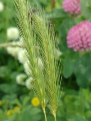 Hordeum pusillum