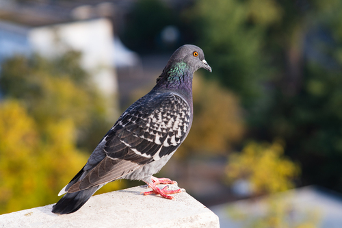 Feral Pigeon