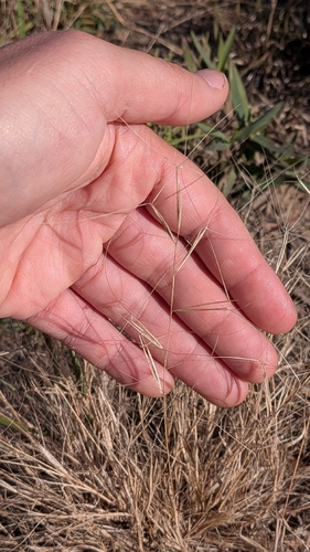 Aristida oligantha observed 2026-10-19