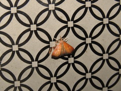 Hemiscopis sanguinea