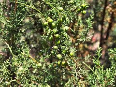 Juniperus phoenicea
