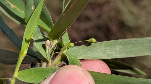 Dichanthelium scribnerianum observed 2026-10-19