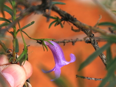 Eremophila gilesii