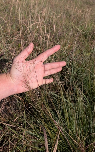 Sporobolus heterolepis, 2026-10-19