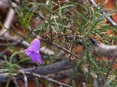 Eremophila gilesii