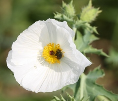 Argemone albiflora