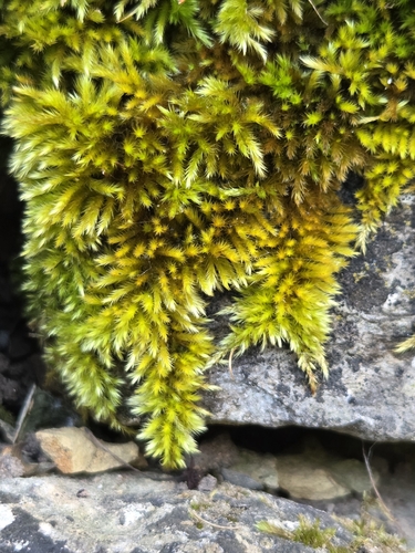 Homalothecium sericeum observed 2026-10-20