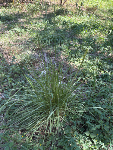 Eriochloa sericea observed 2026-10-20