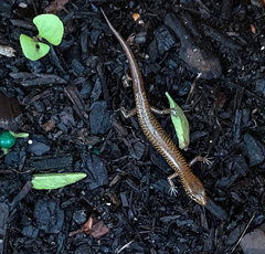 Eremiascincus isolepis