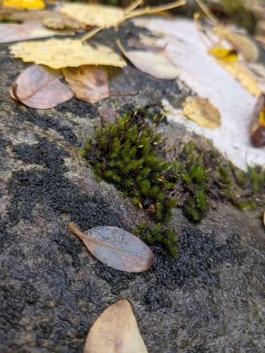 Codriophorus acicularis observed 2026-10-20
