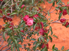 Dodonaea petiolaris
