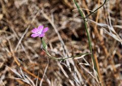 Dianthus tripunctatus