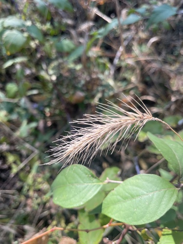 Elymus villosus, 2026-10-20