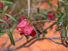 Dodonaea petiolaris