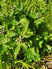 Geranium platyanthum