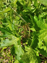 Geranium platyanthum