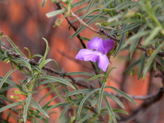 Eremophila gilesii
