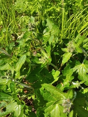 Geranium platyanthum