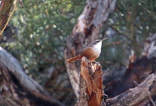 Canyon Wren