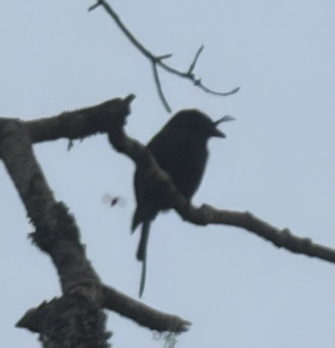 iNaturalist image