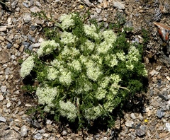 Ferulopsis hystrix