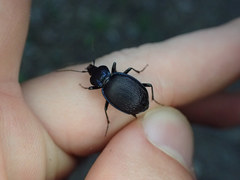 Sphaeroderus