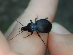 Sphaeroderus