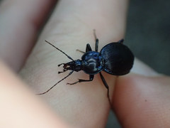 Sphaeroderus