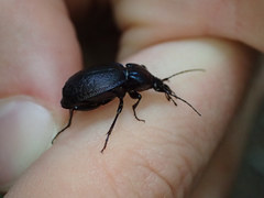 Sphaeroderus