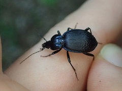 Sphaeroderus
