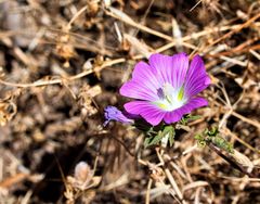 Malva punctata