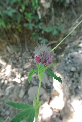 Trifolium rubens